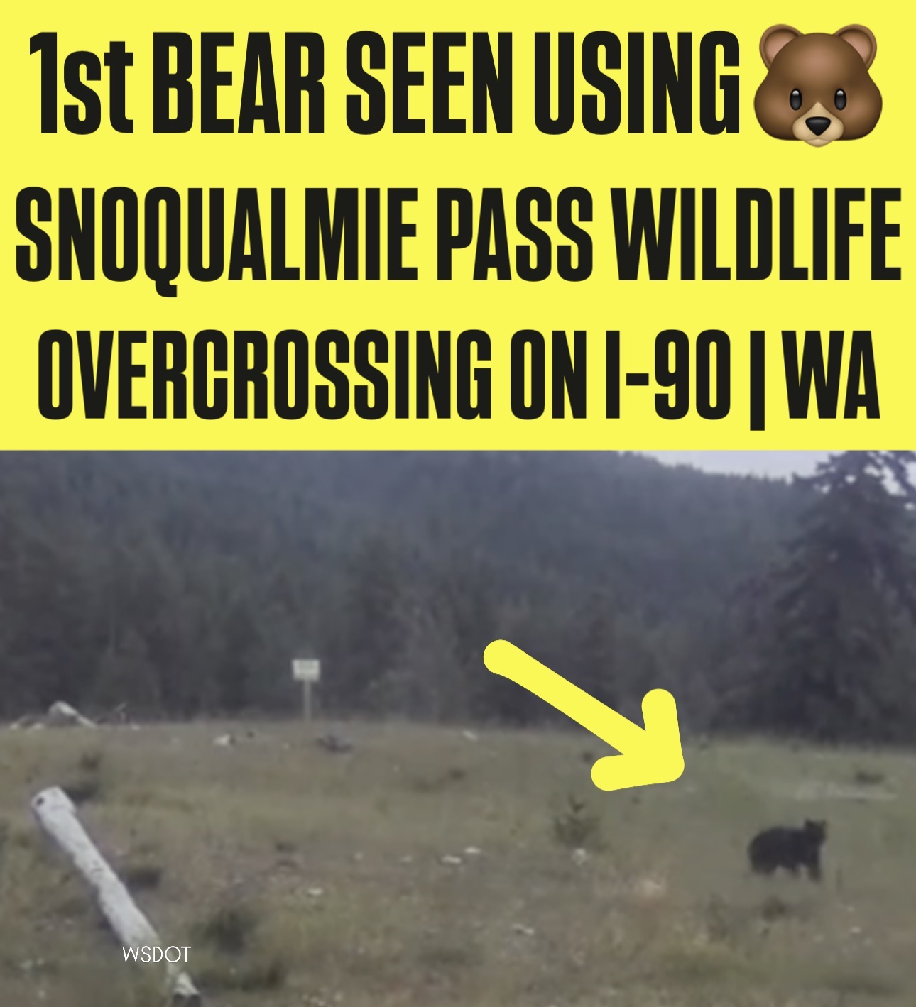 BEST news of the day🐻the FIRST bear was seen crossing the I-90
