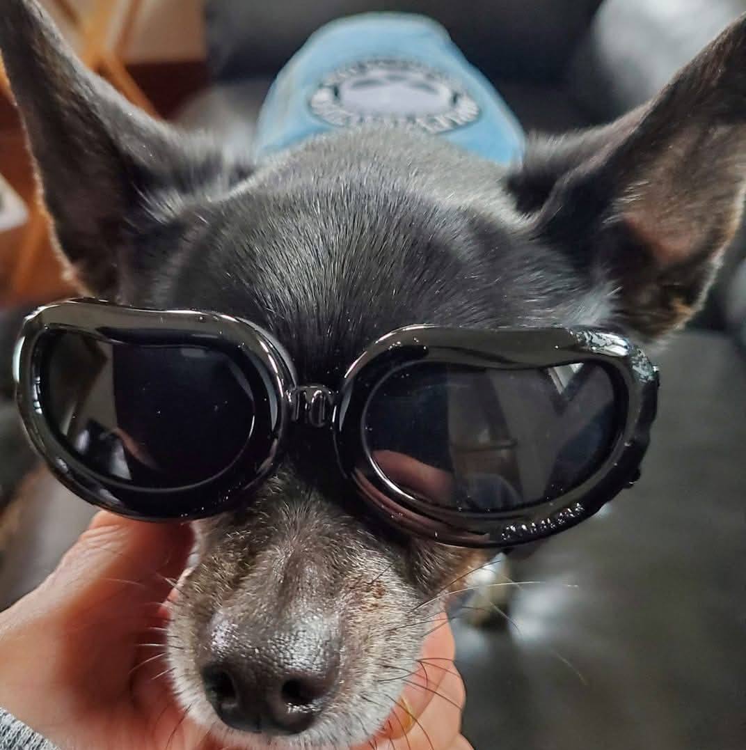 Sioux City Lost and Found | My dog Snoopy took off this morning in the ...