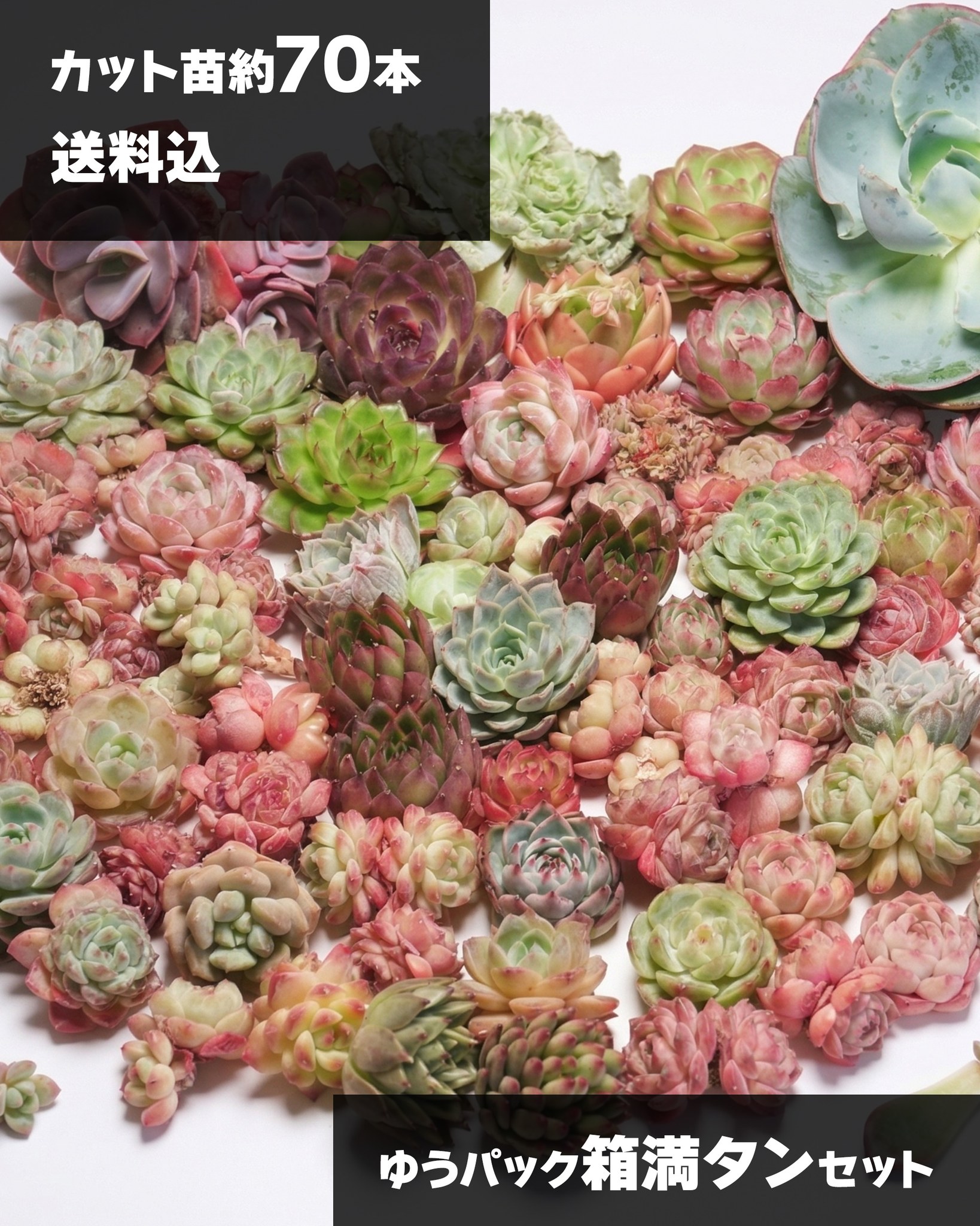 その他多肉植物 Yamabico Pukubook－「好き」が見つかる多肉植物図鑑 added - Pukubook