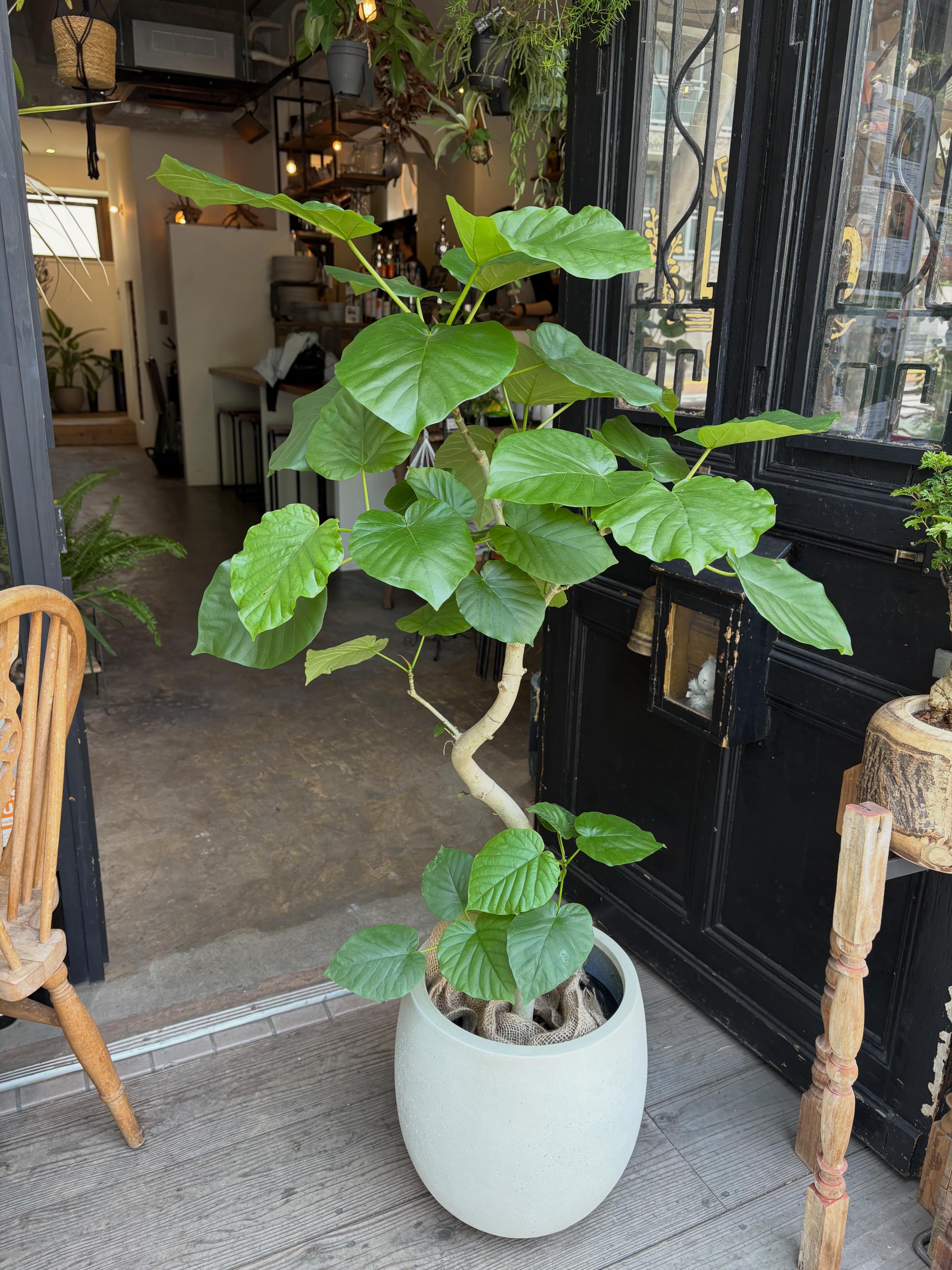 遊園不動産 ［The GATHERING］green plants shop | Kawasaki-shi Kanagawa