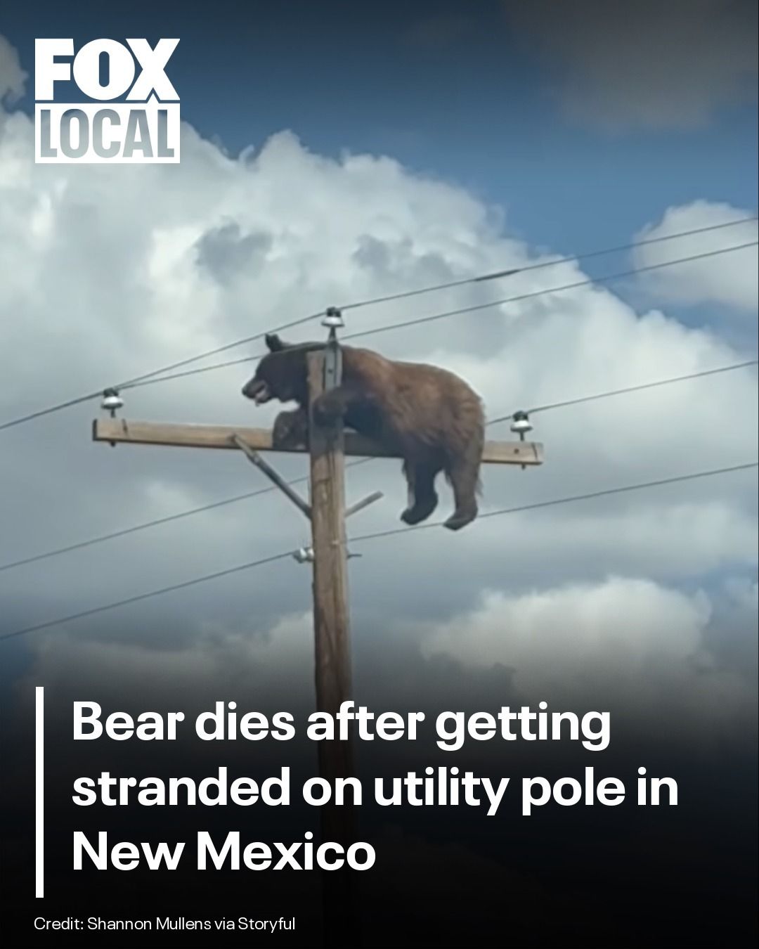 bear goes fishing pole Big and Little Bear Go and comes with sturdy clear corners to keep it from damaging in transit. A terrapin and a black
