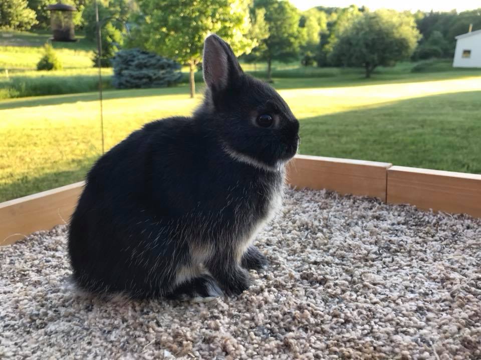 Clover Fields Rabbitry | Rockford MI