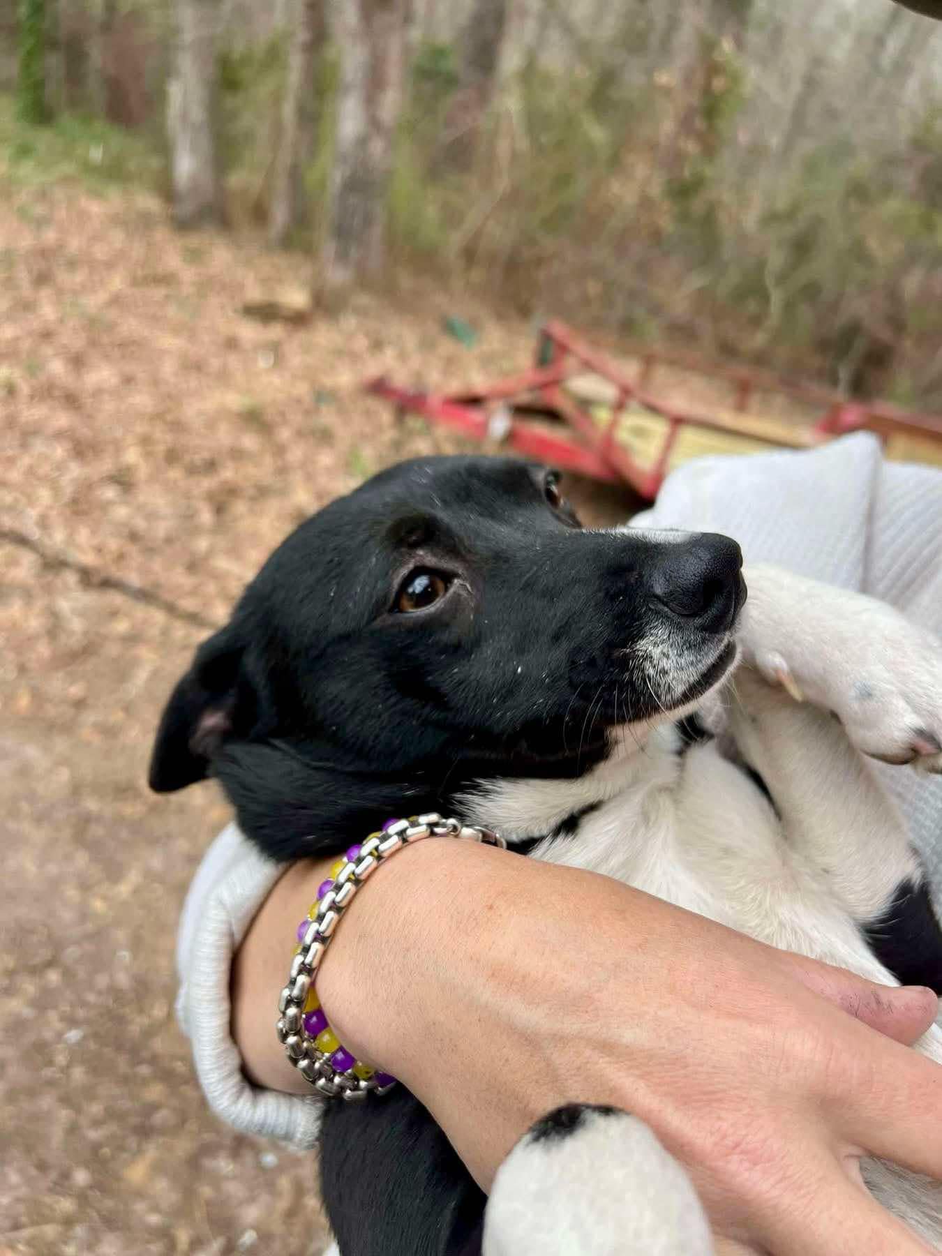 Meet Sister! 💖 She was found roaming... - Niagara Dog Rescue | Facebook