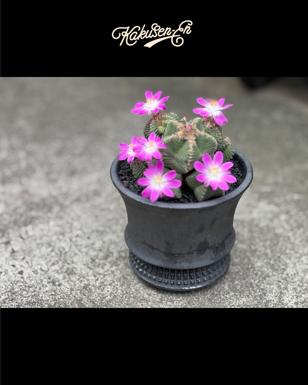 みやび鉢 鶴仙園 classic OK-05 直径約25cm みやび鉢 鶴仙園 classic