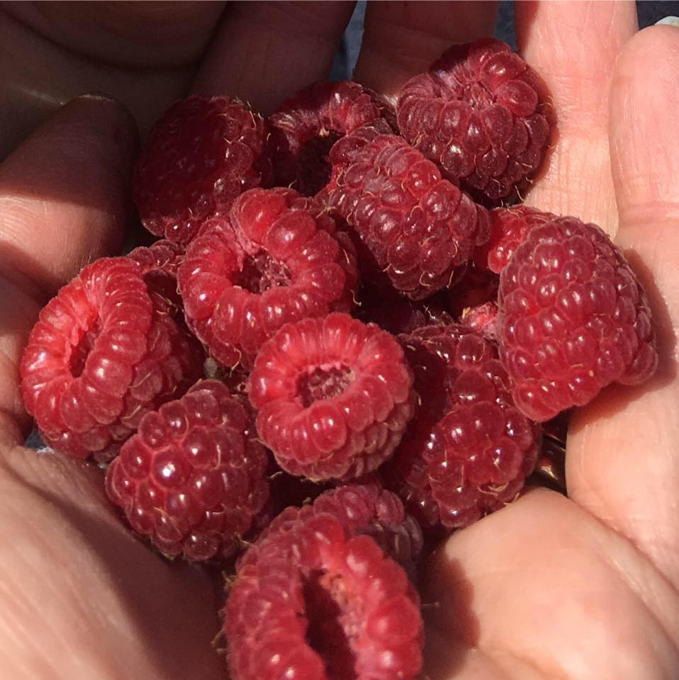 FUSC Garden - Anne Natle has a great suggestion to eat up...