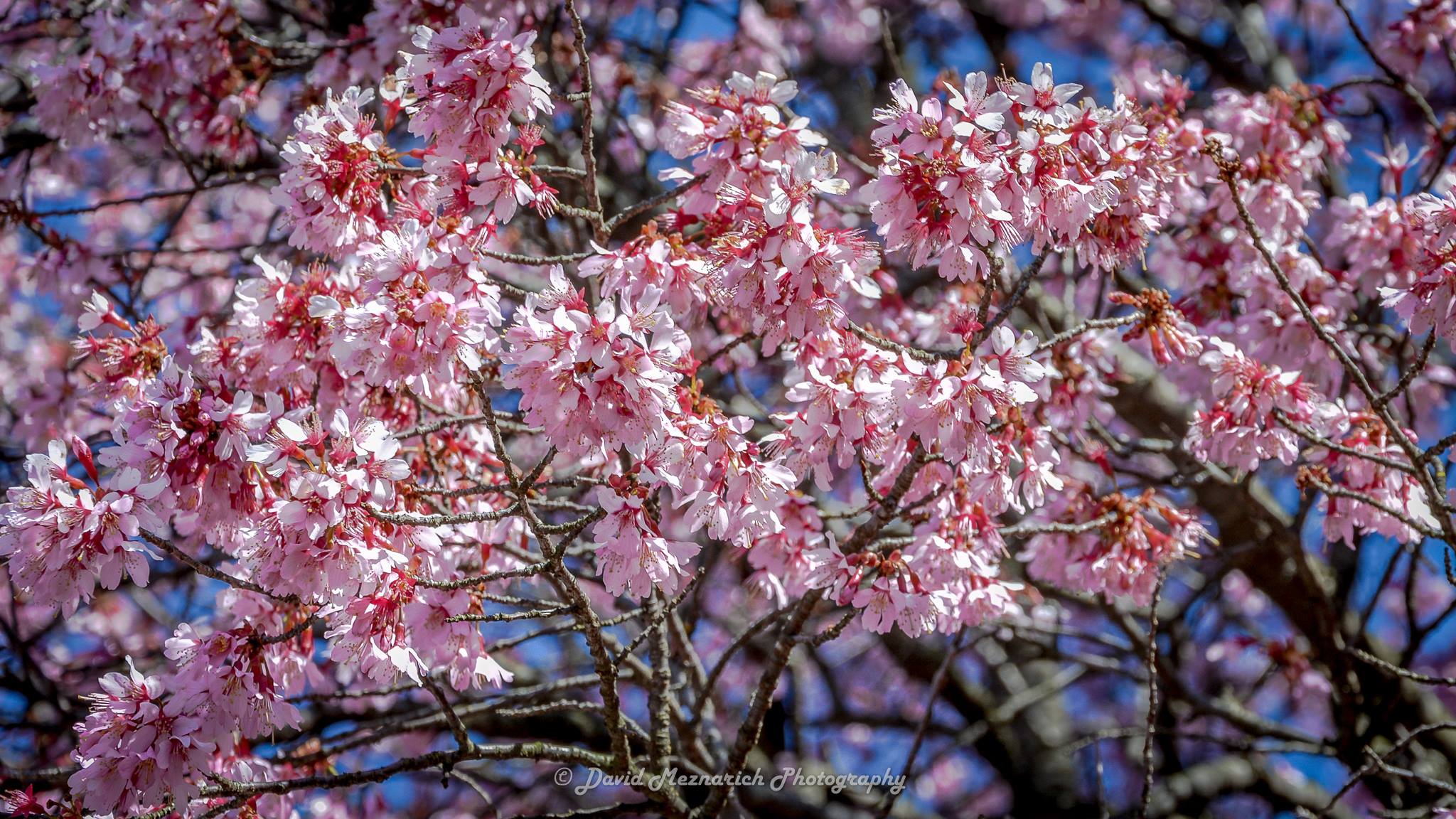 Sometimes mistaken for early flowering cherry blossoms, the