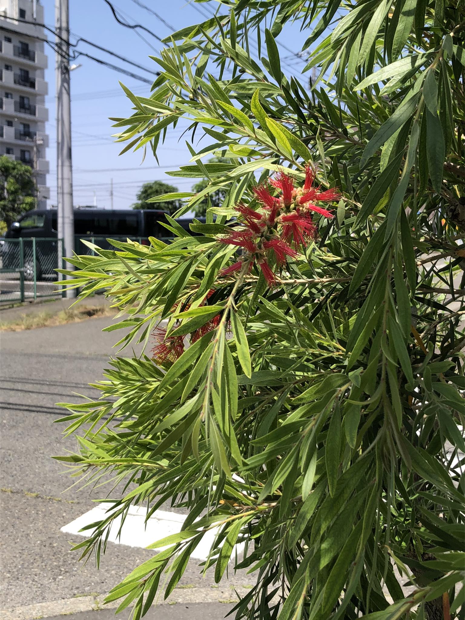 名前は分かりませんがとあるマンションの入り口に咲いていました．