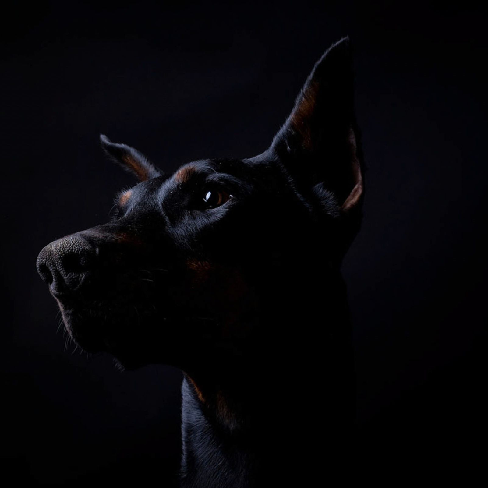Meet Magnum 🖤🐾 This handsome black & rust European Dobermann male is ...