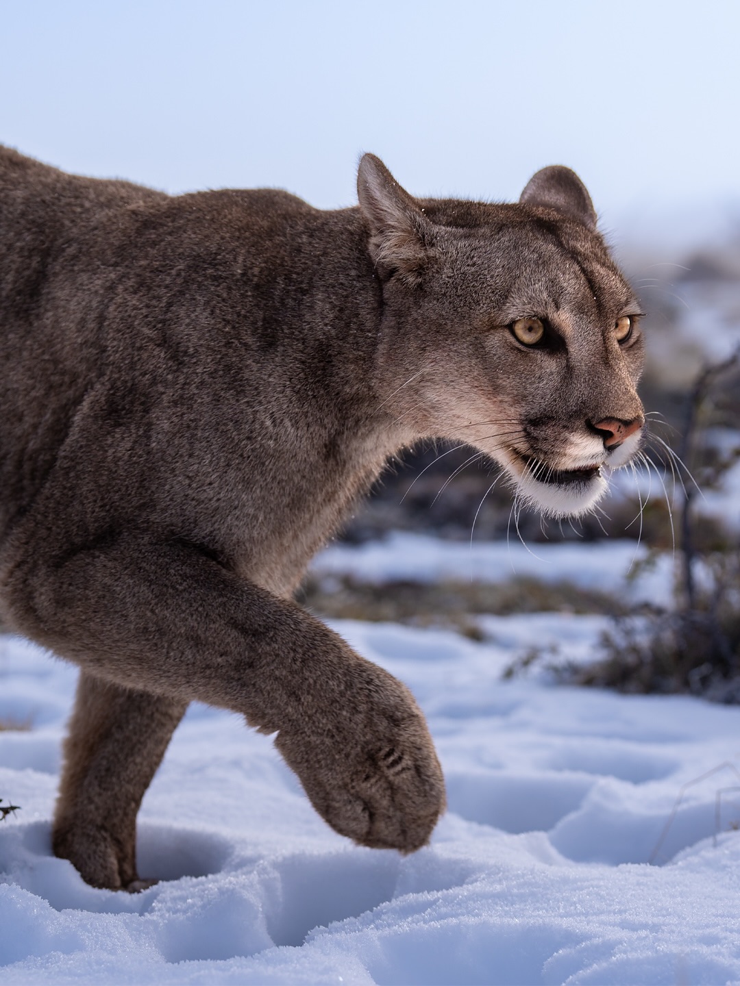 No place like Patagonia, home of Pumas & otherworldly landscapes
