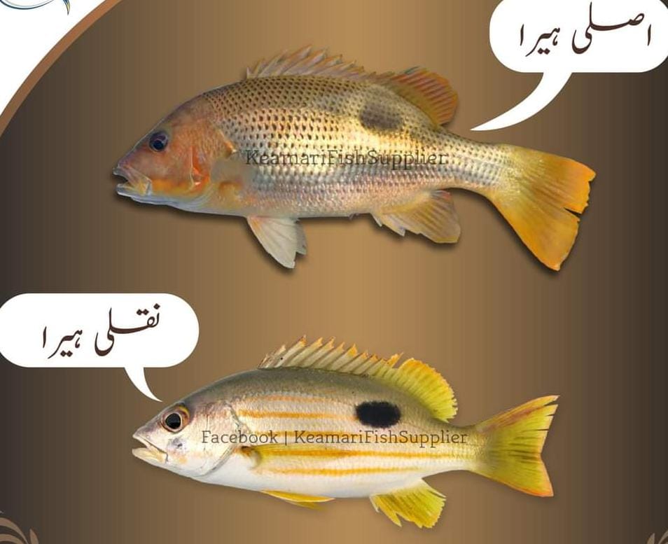 National Seafood Karachi | Karachi