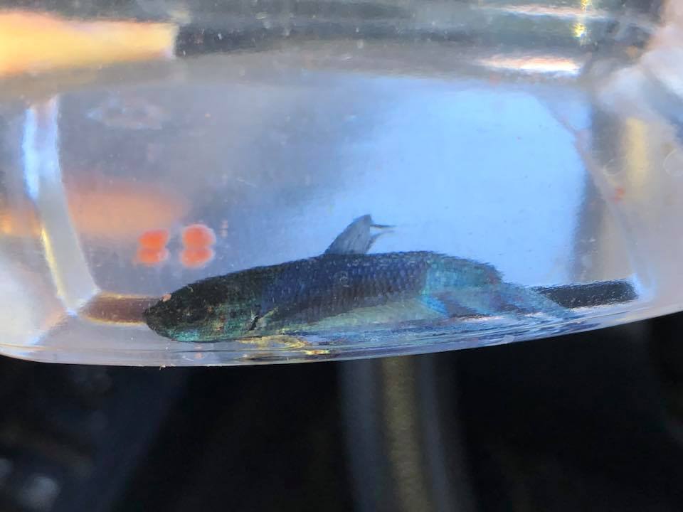 MoonShadow Betta Fish Rescue