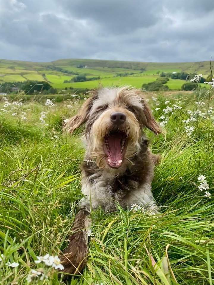 Here is our Price list: 📍 12... - Riley’s Vets Haslingden | Facebook