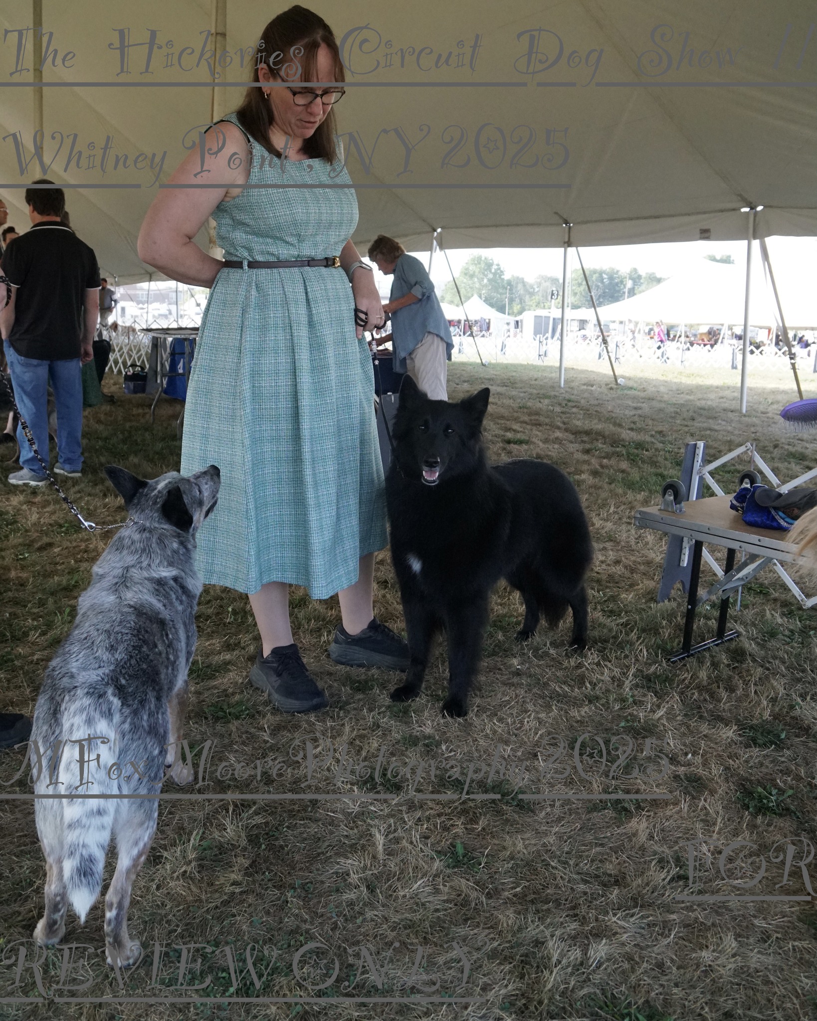 Hickories Circuit Dog Show... - Hickories Circuit Dog Show