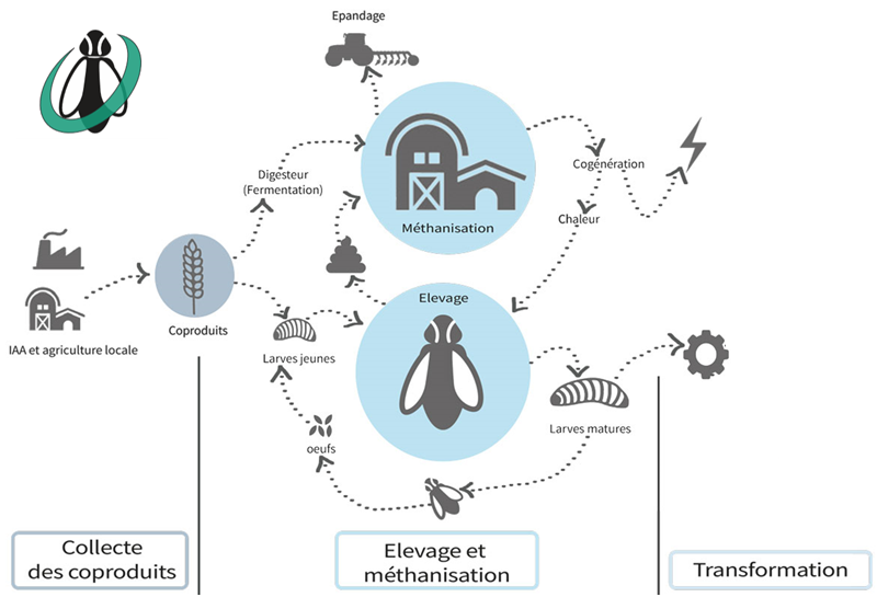 ENTOFLY-Bioconversion : nutrition animale à base d'insectes ...