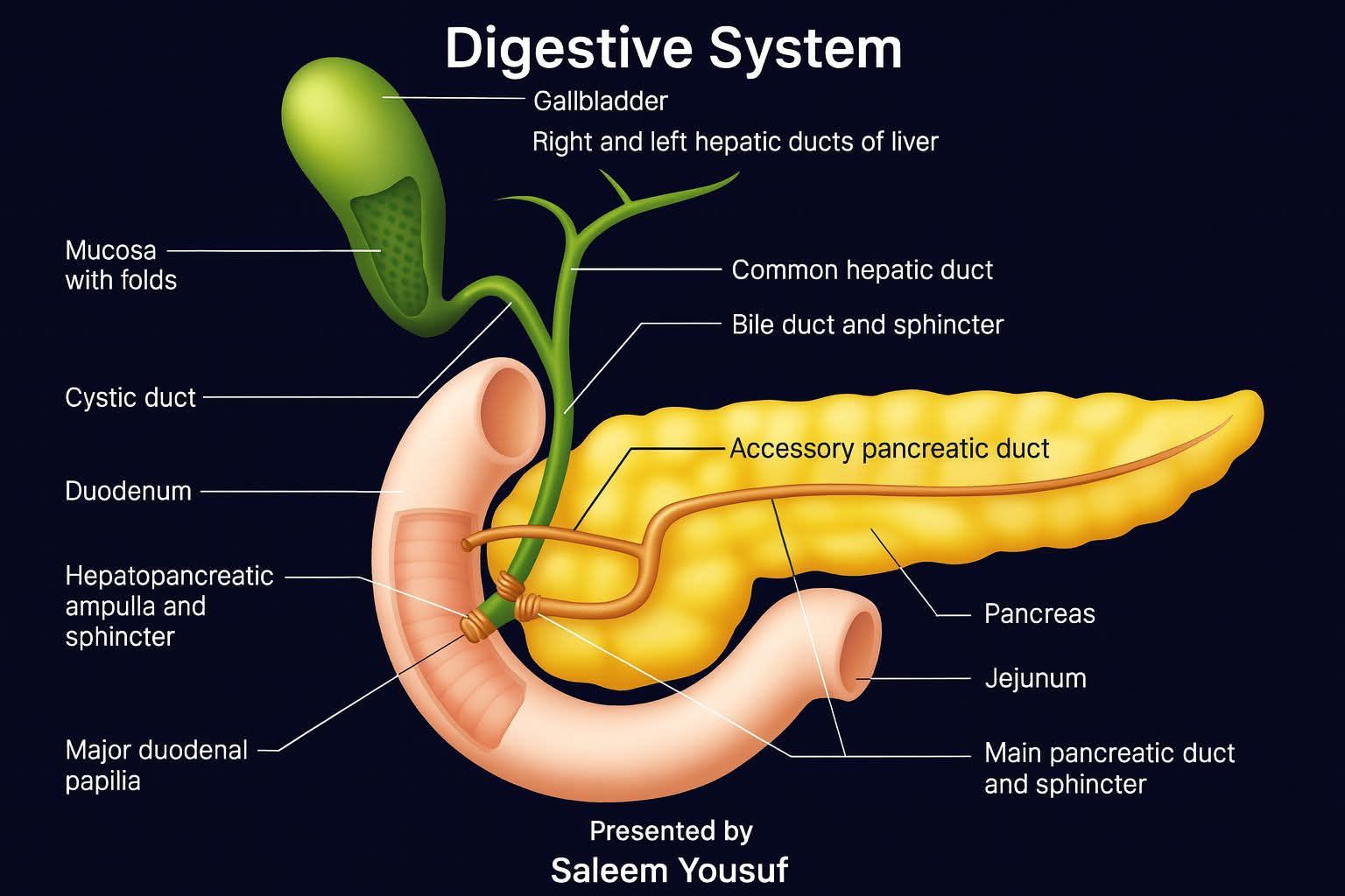 Nursing and Midwifery Knowledge | Pancreas anatomy ️ ️ | Facebook