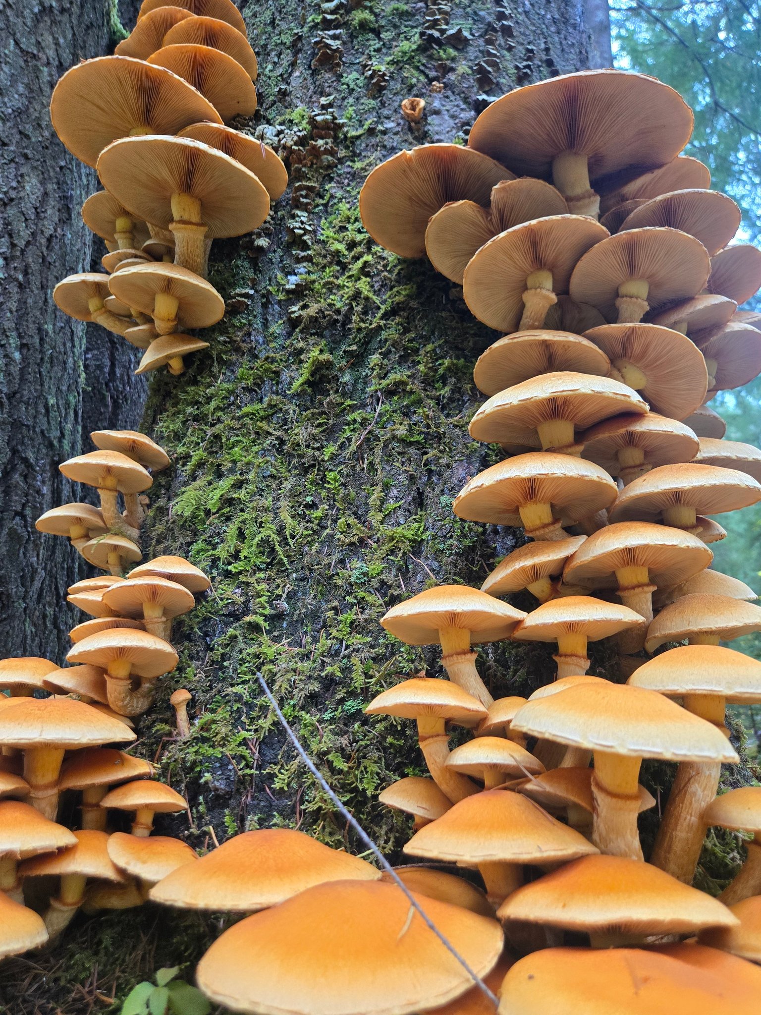 Pacific Northwest Mushroom Identification Forum