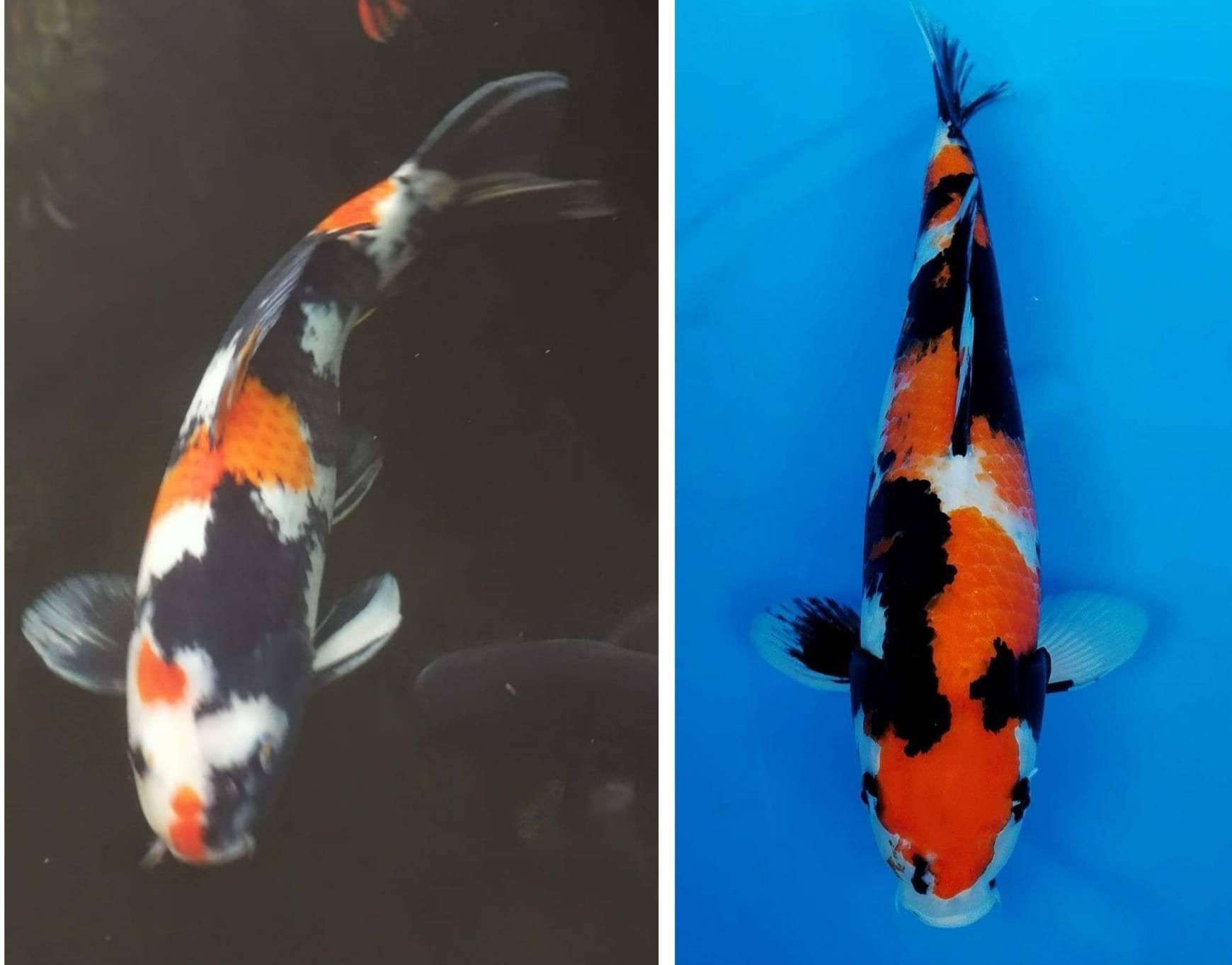 Koi Fish in Phu Pheem Koff... - Koi Fish in Phu Pheem Koff