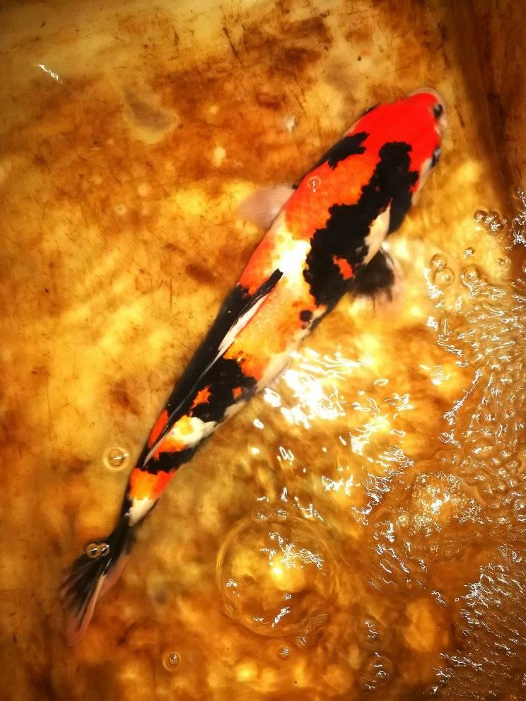 Koi Fish in Phu Pheem Koff... - Koi Fish in Phu Pheem Koff