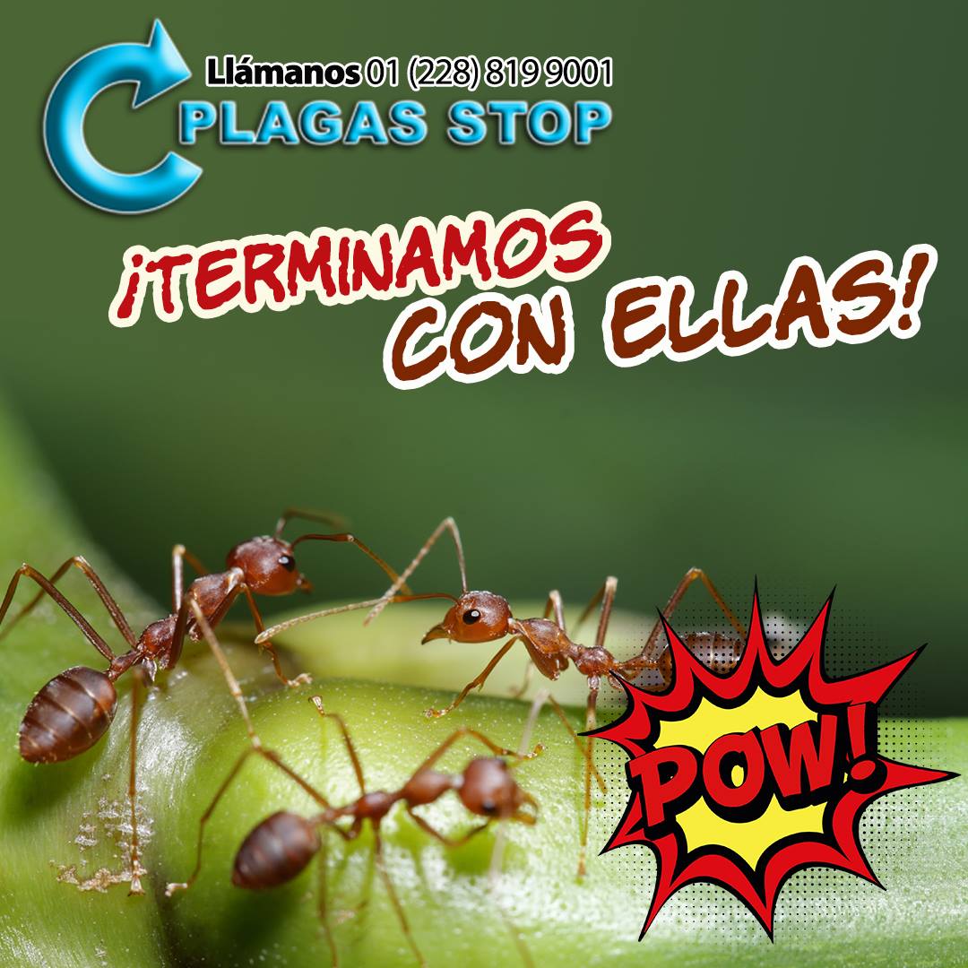 Plagas - ¿Has notado ratas, cucarachas, arañas o cualquier otro tipo de ...