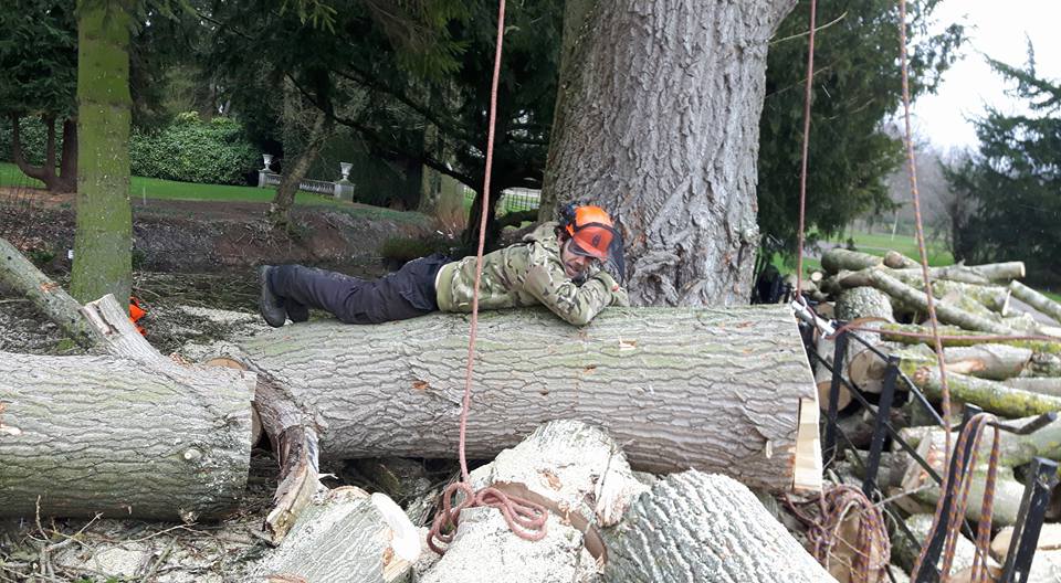 Simpsons tree works | Newark