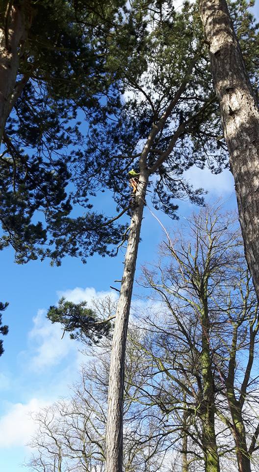 Simpsons tree works | Newark
