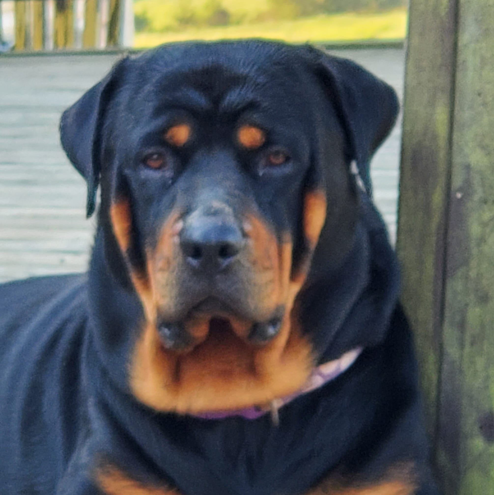 Marshall's... - Marshall's Rottweilers of Southeast Missouri