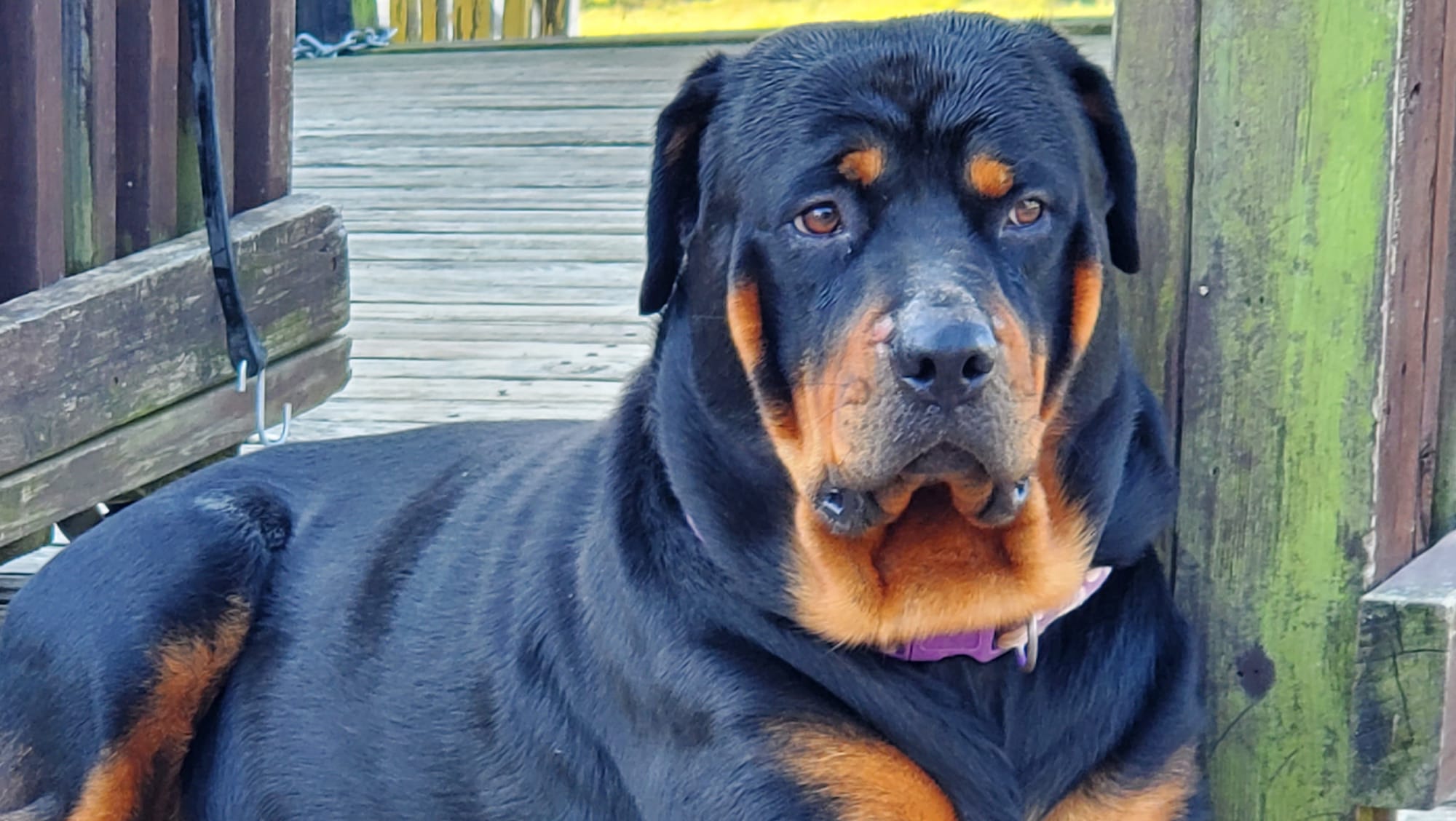 Marshall's Rottweilers of Southeast Missouri