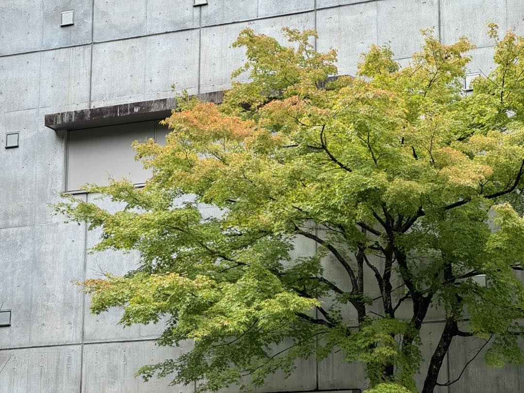 富山県 - 何歳かな～？ ニホンカモシカは、この角のシワの数で年齢が