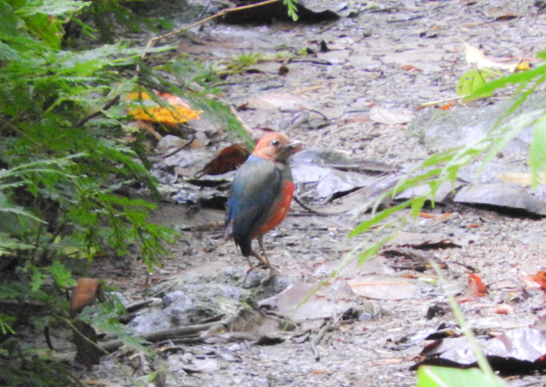 Philippine Pitta... - Mount Labo Watershed-AMMNBA