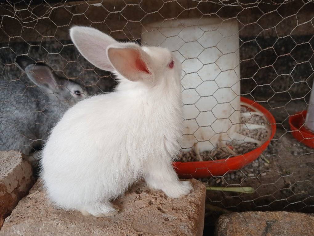 Rabbit Farmers Association Zimbabwe (RFAZ) | Facebook