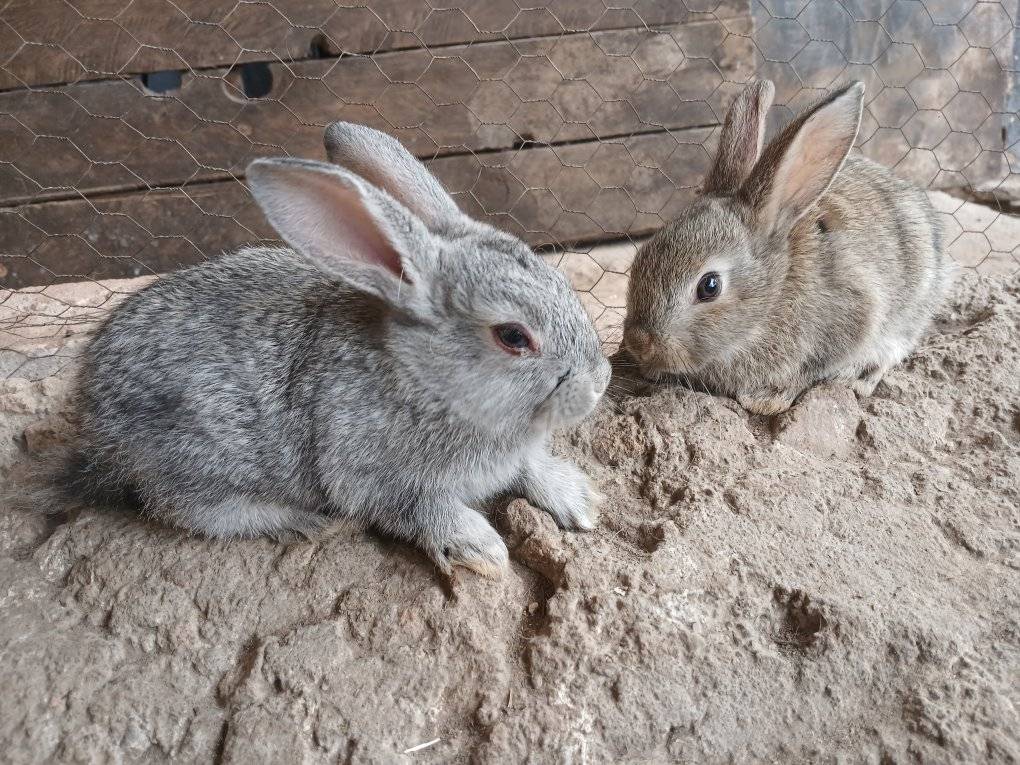 Rabbit Farmers Association Zimbabwe (RFAZ) | Facebook
