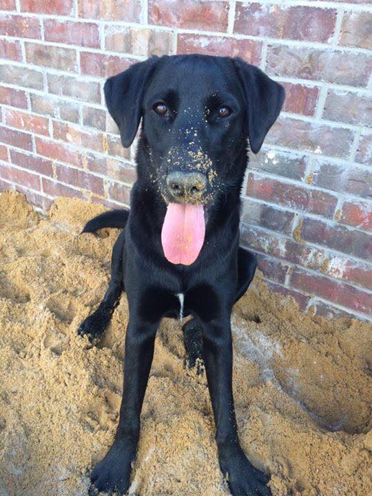 ️UPDATE ️ It's been one crazy year... - Heartland Lab Rescue