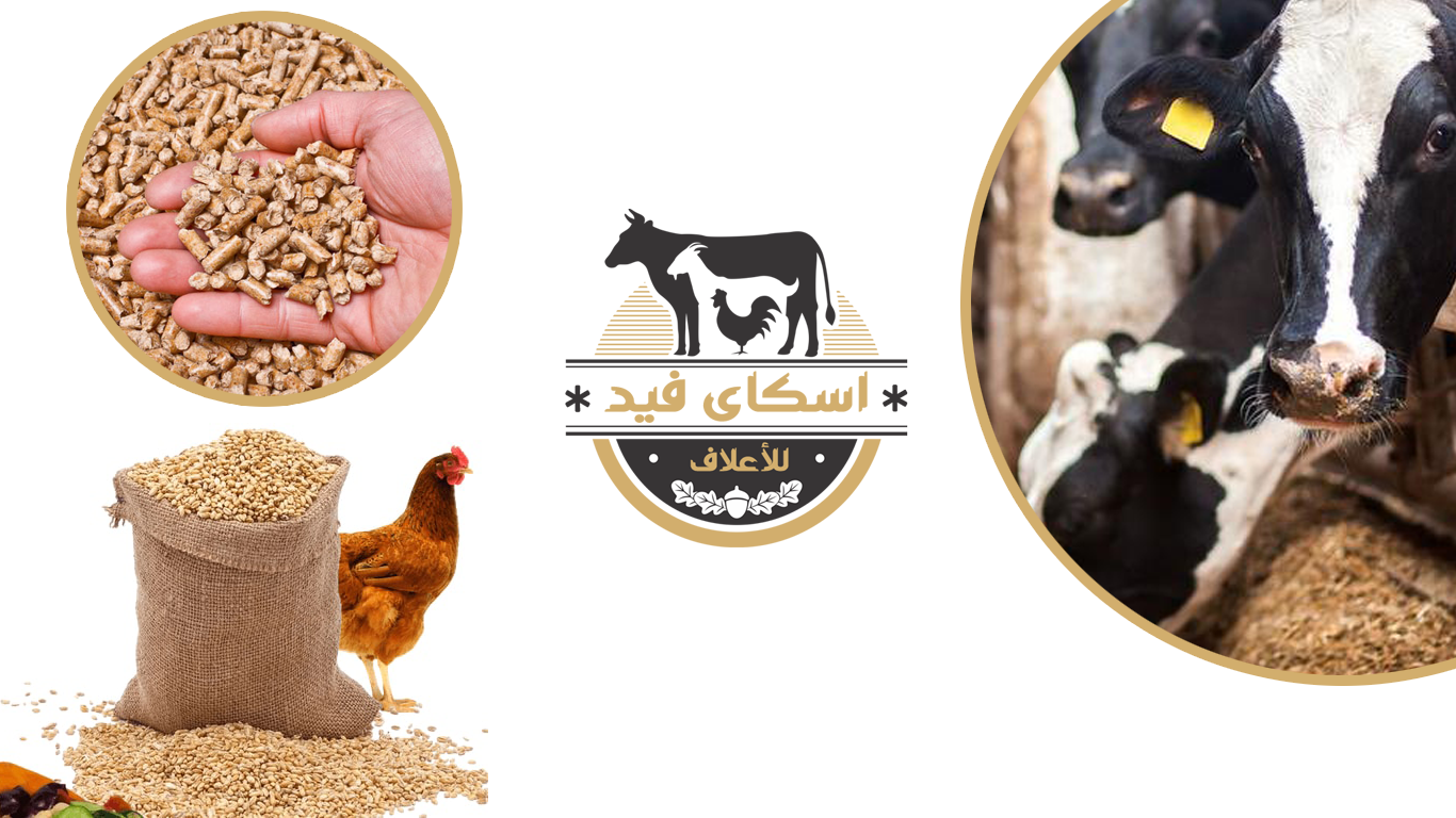 اسكاى فيد للاعلاف