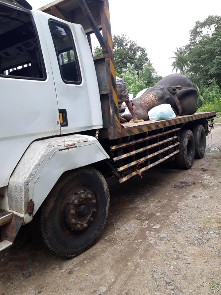 Kegalle Elephant and Community Project