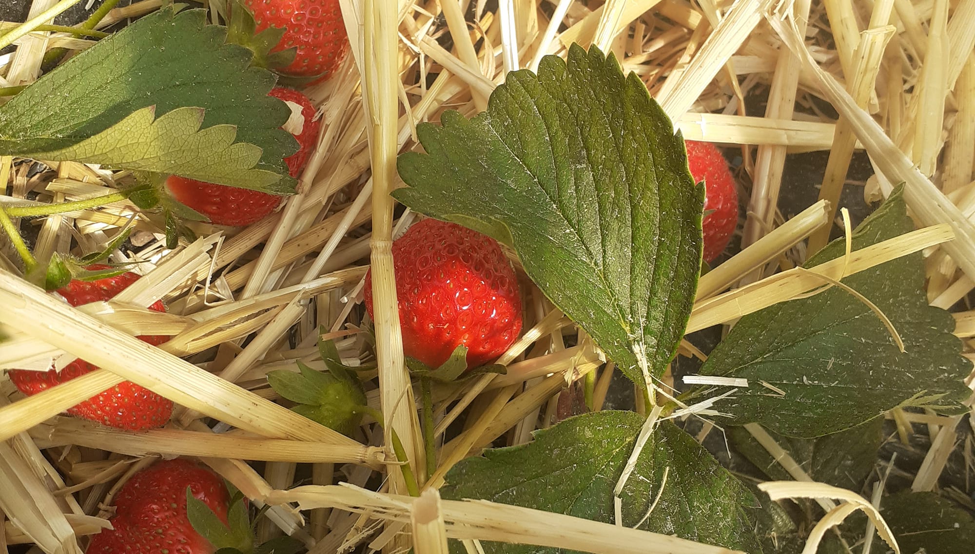 Fraises de Biesme | Mettet
