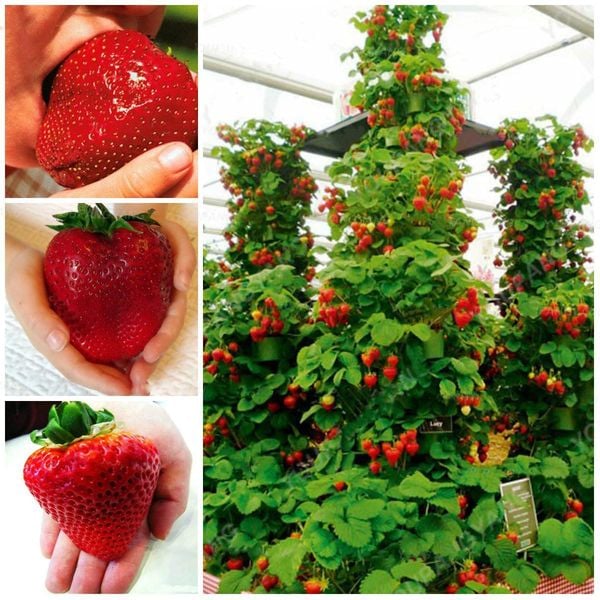RARE DWARF EVERBEAR STRAWBERRY fruit Tree 15 SEEDS -Combined Shipping