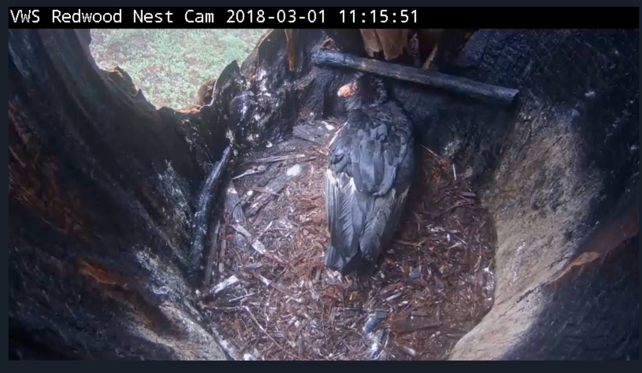 HDOnTap - 🎉NEW LIVE CAM ALERT: California Condors! *... | Facebook