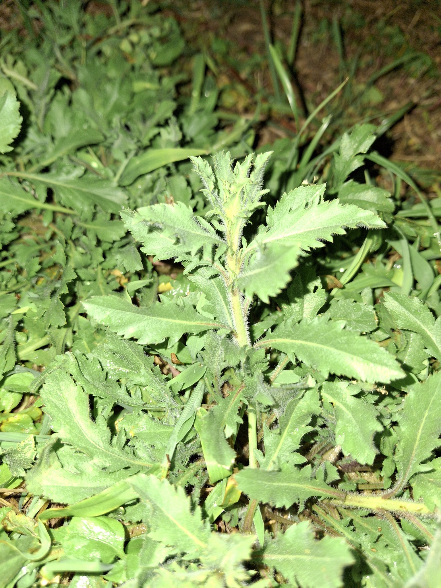 What is this plant growing in my yard? | Dallas, TX