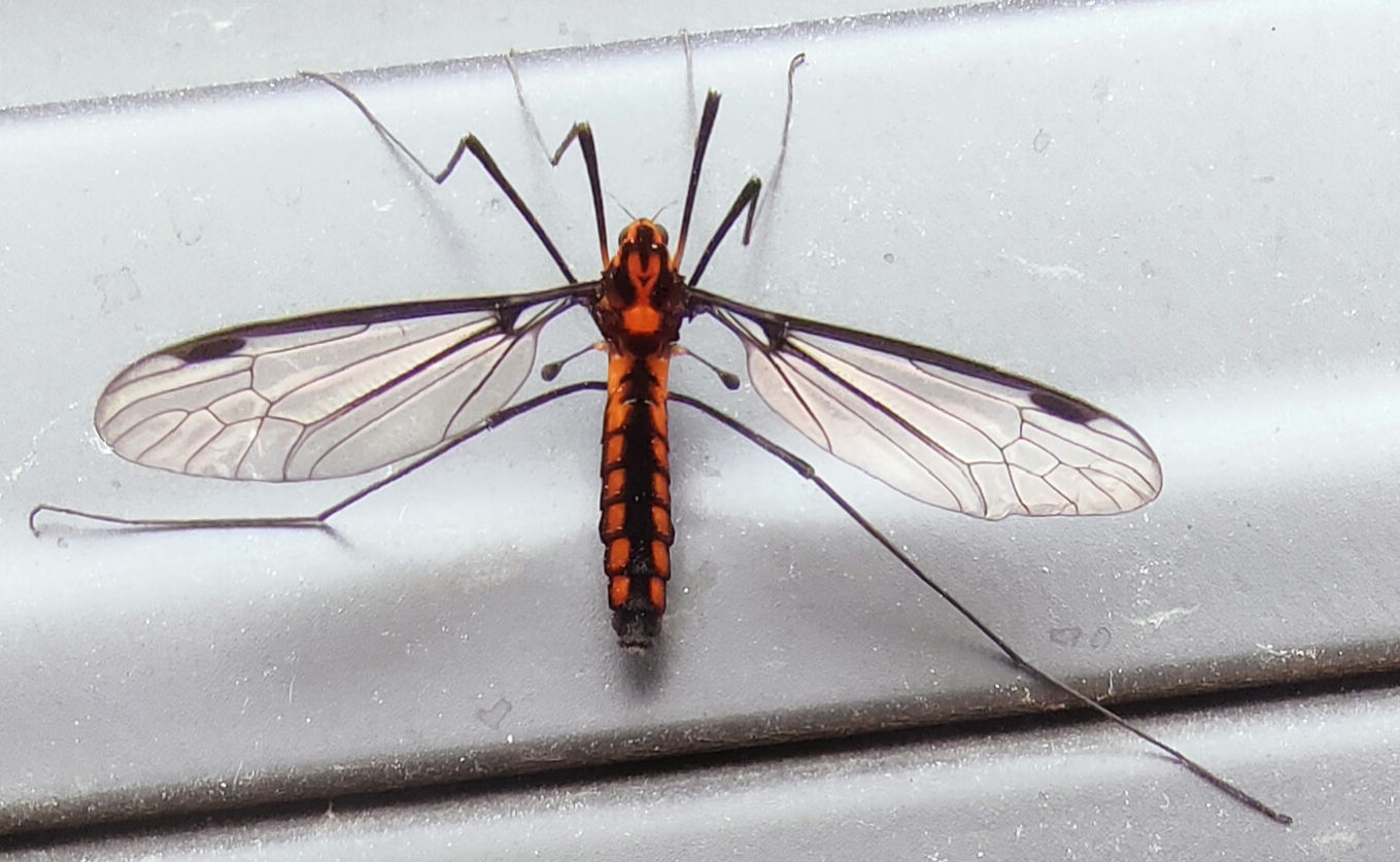 iNaturalist - Aurotipula dux is a large and spectacular crane fly 