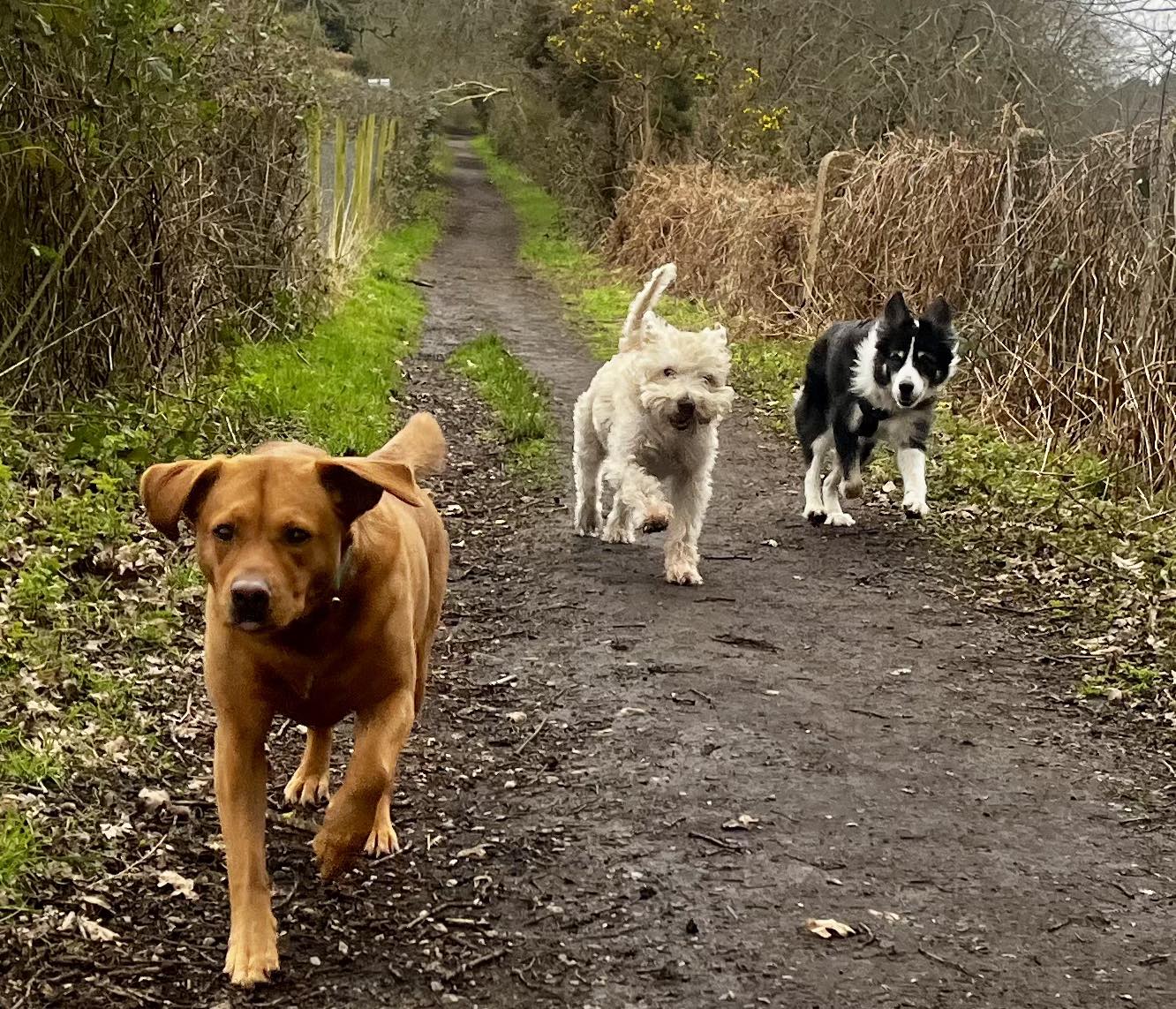 Wildmoor Walkies - Your Local Crowthorne Dog Walking Service | Crowthorne