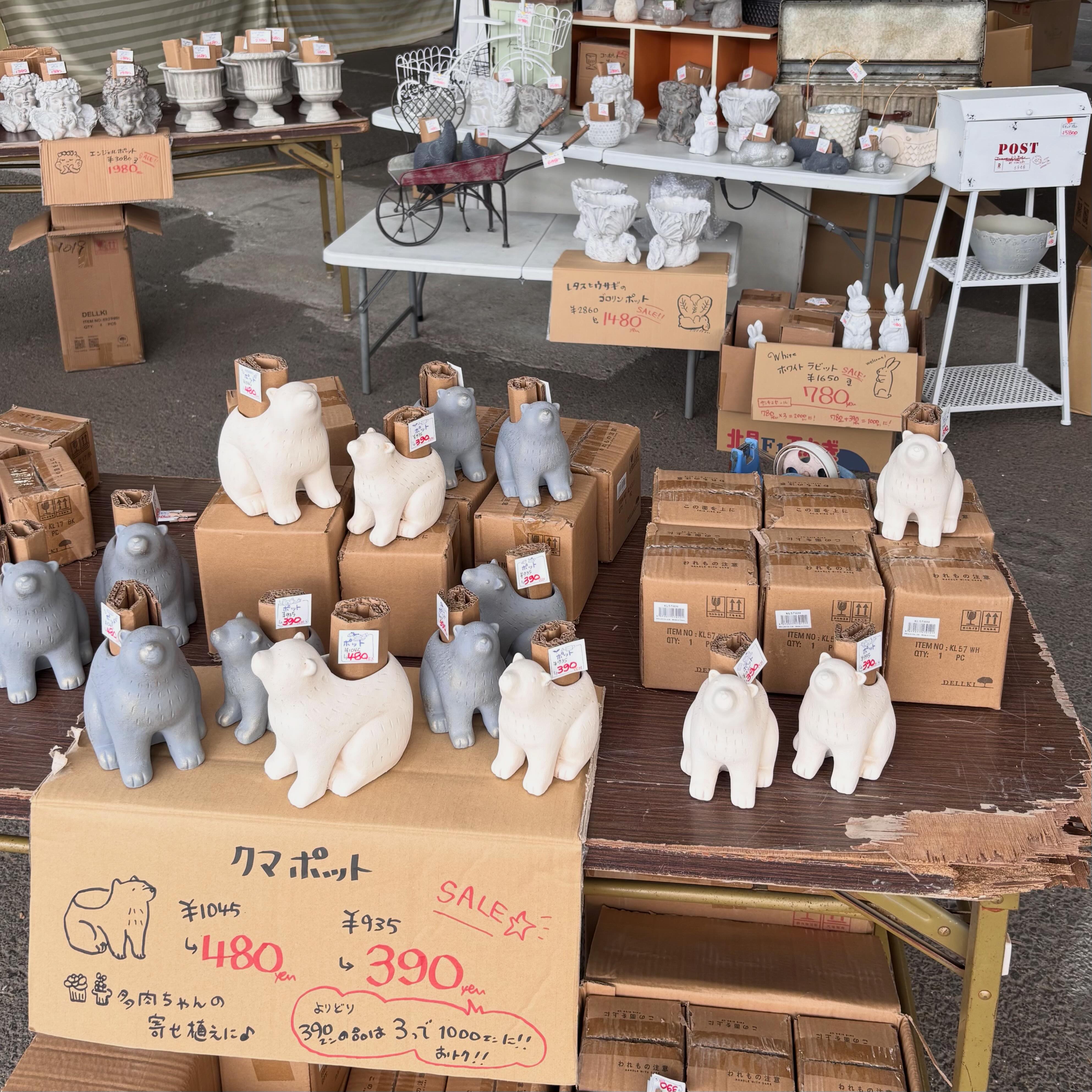 2026.5/8(金) 鉢ものSALEコーナーで〜す🪴 多肉ちゃんが楽しい季節