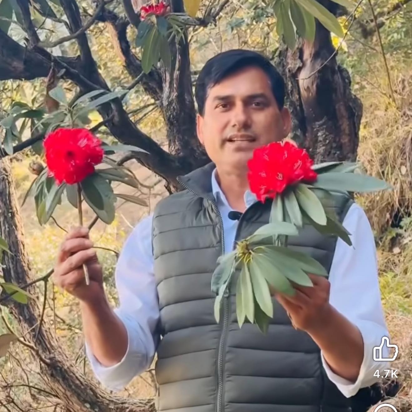 Zakhm-e-Hayat – the real Stone Breaker & Wound Healer! Bergenia ciliata ...