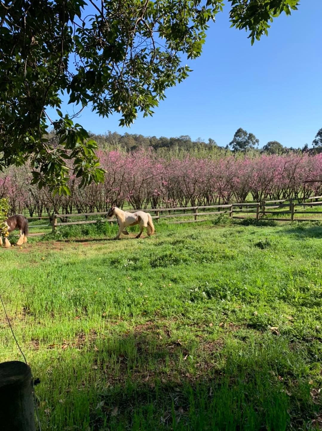 Fraser's Ridge Equestrian Estate