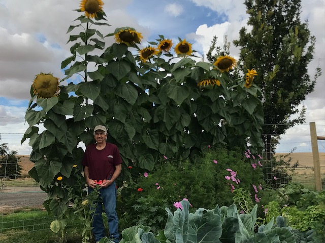 A small sampling of our sunflowers... - Bunchgrass Farmhouse