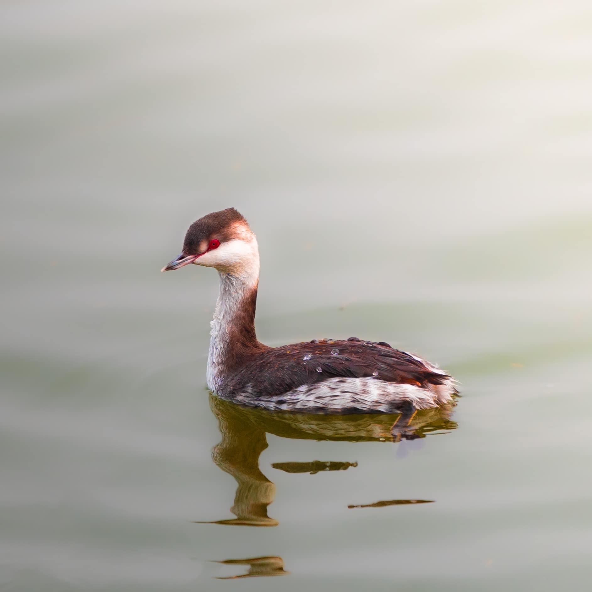 Wait, why does this bird look like it just unlocked a secret level 