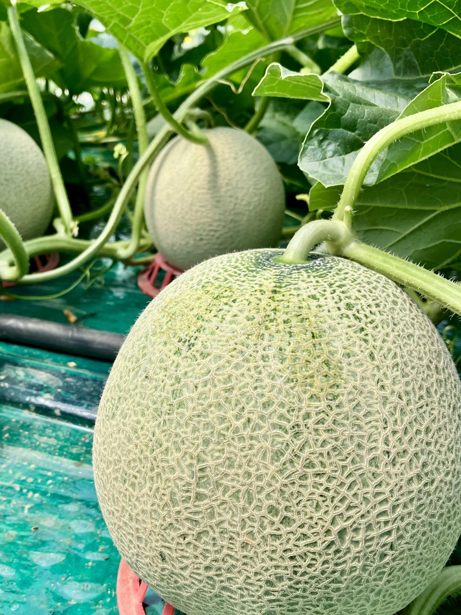 ウエノ農園 富良野