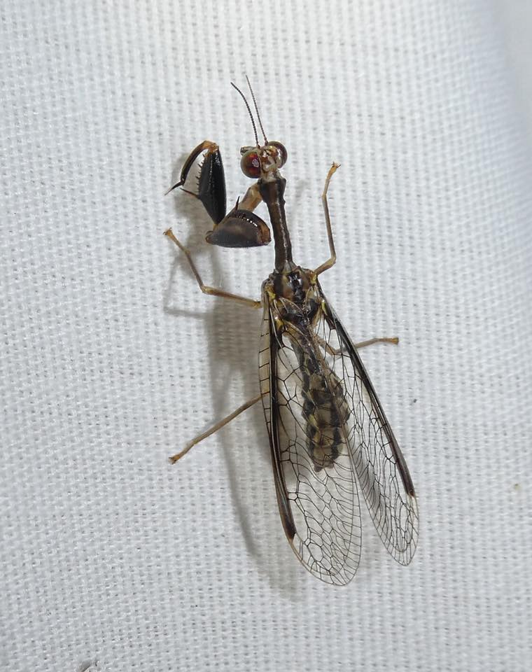 Say's Mantidfly (Dicromantispa sayi) Kokomo, Indiana - USA