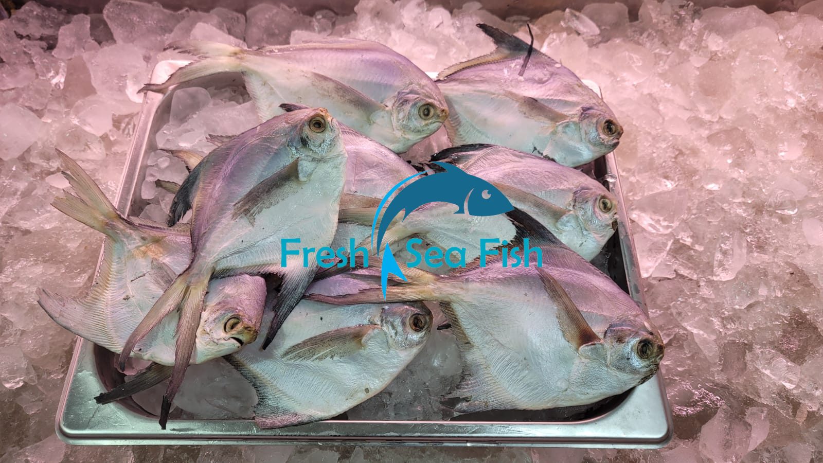 Fresh Sea Fish BD