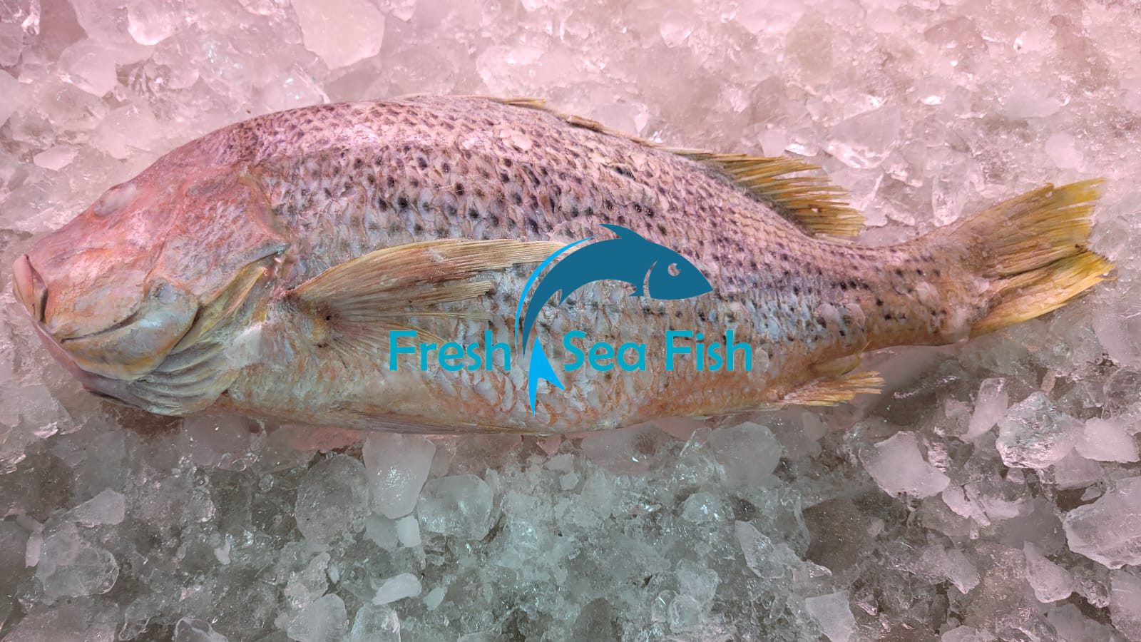 Fresh Sea Fish BD