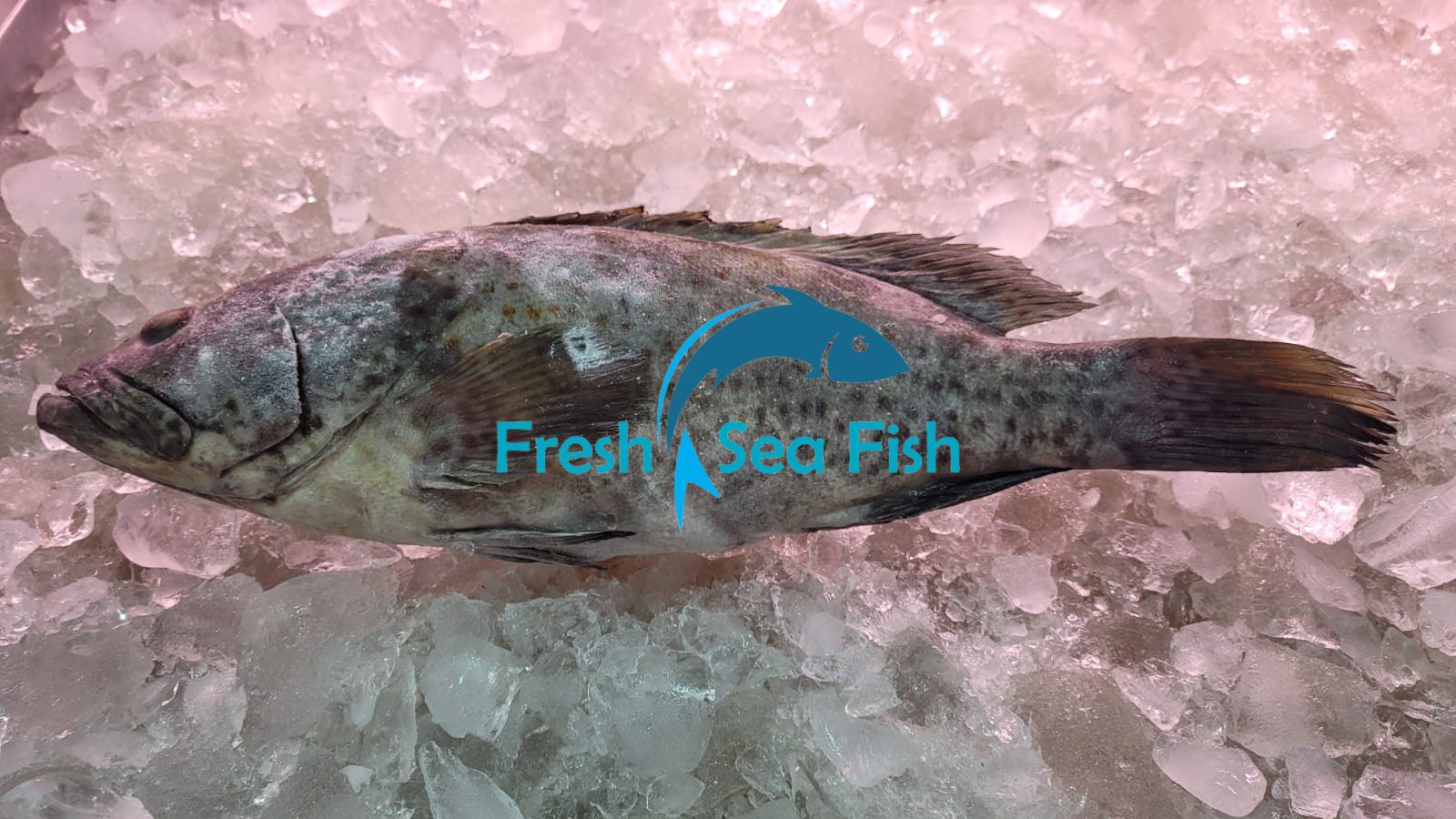 Fresh Sea Fish BD